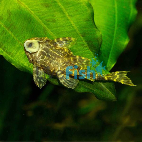 Candy Striped Pleco L015 4cm