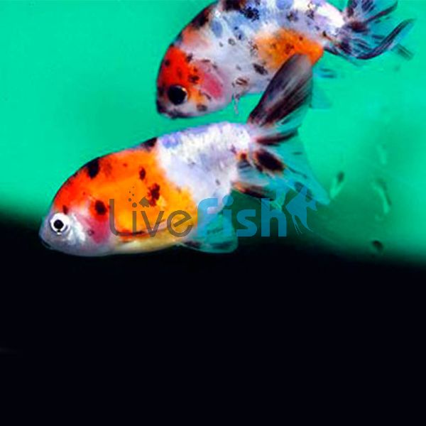 Ranchu Calico 9cm