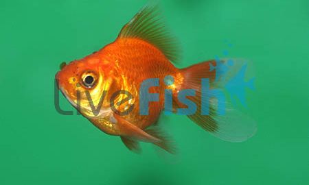 Red Ryukin 5cm