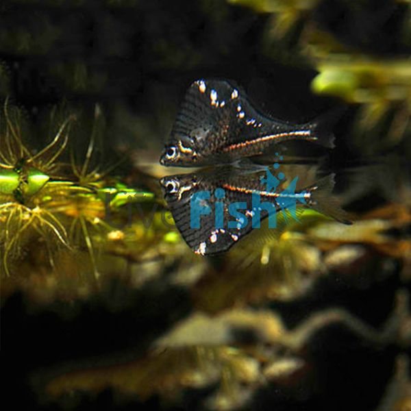 Black-Winged Hatchet Fish 3cm