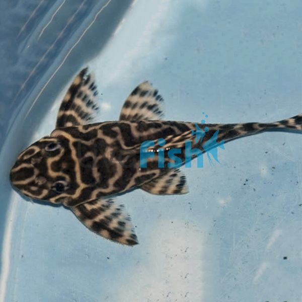 L333 Catfish, King Tiger Pleco 4cm