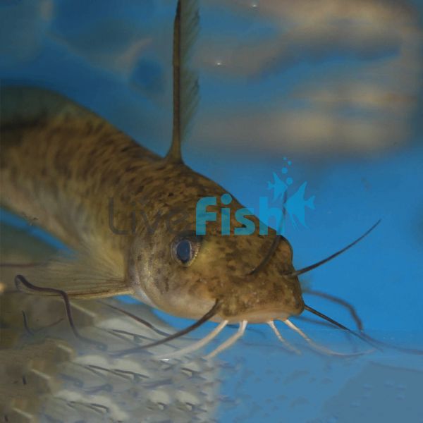 Tandanus Catfish 3.5cm