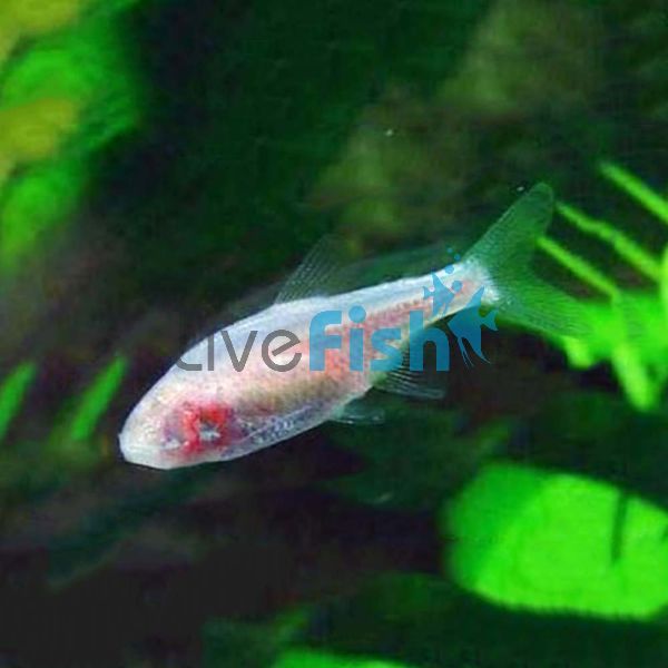 Blind Cave Tetra 3cm