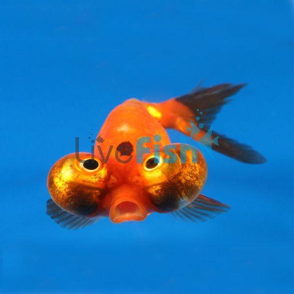 Celestial Eye Goldfish 5cm