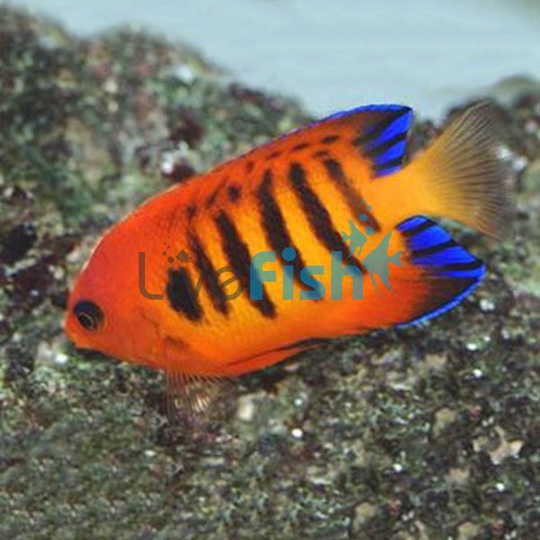 Flame Angelfish - Medium