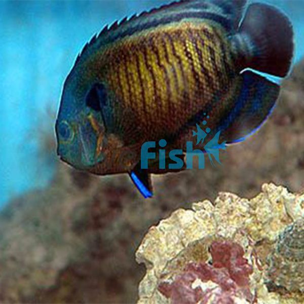 Dusky Angelfish - Medium