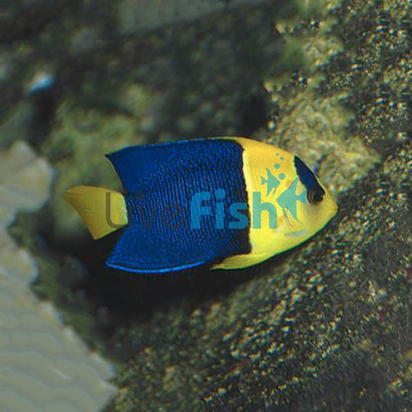 Bi-colour Angelfish - Small