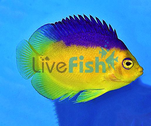 Colini Angelfish - Medium