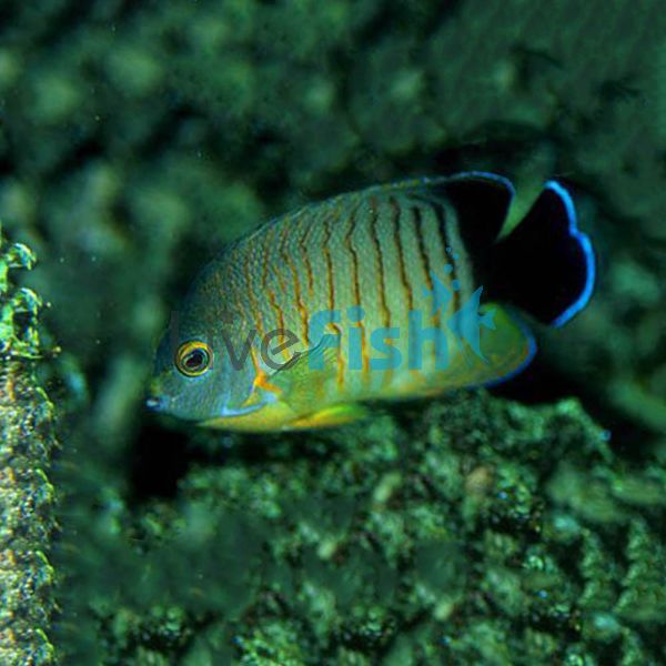 Orange-Lined Angelfish - Medium