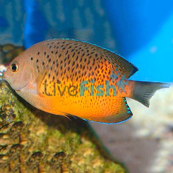 Rusty Angelfish - Medium