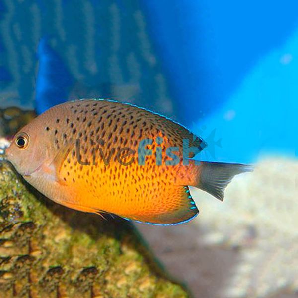 Rusty Angelfish - Small
