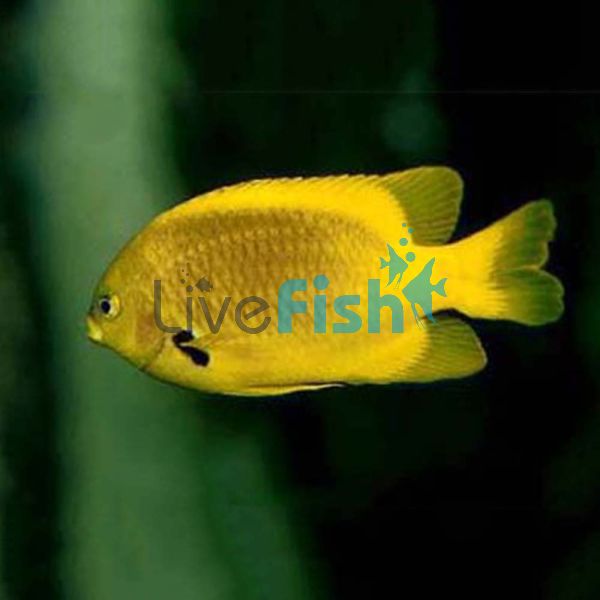 Heraldi Angelfish - Medium