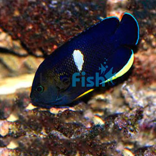 Keyhole Angelfish - Large