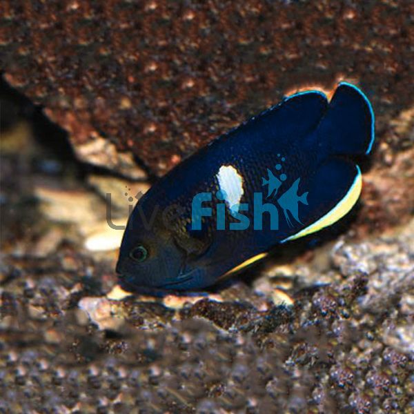 Keyhole Angelfish - Small
