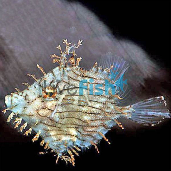 Leafy Filefish - Large