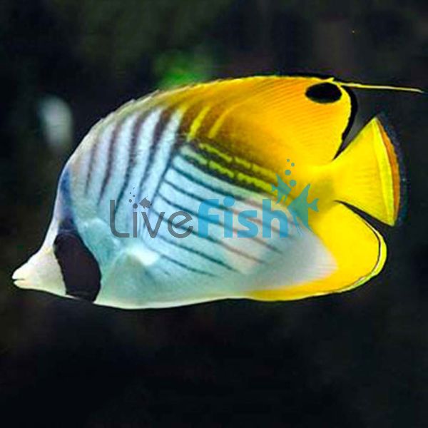 Threadfin Butterflyfish - Small