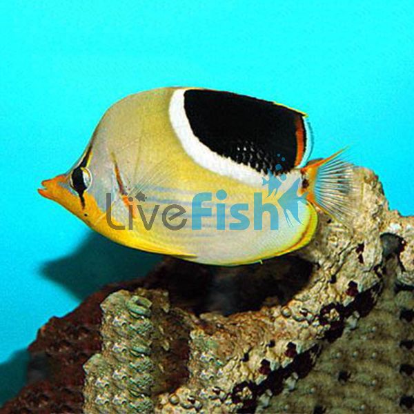 Saddled Butterflyfish - Medium