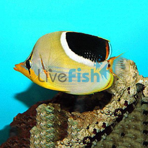 Butterflyfish Saddled SML