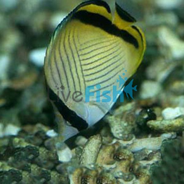 Vagabond Butterflyfish - Medium