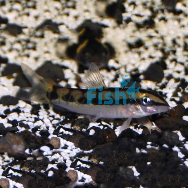 Dwarf Loach - Sidthimunki 4cm