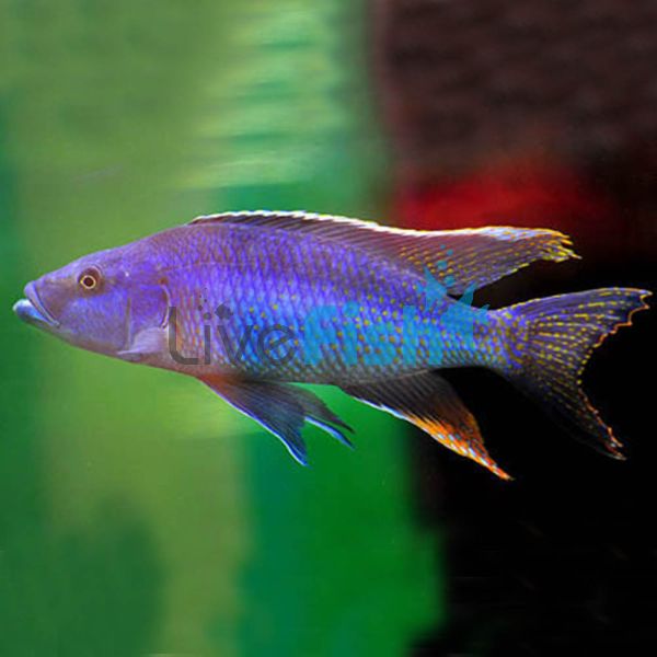 Champsochromis Spilorhynchus 7cm