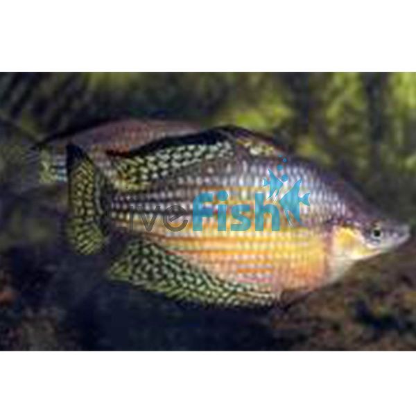 Checkered Rainbow - Mary River NT 5cm