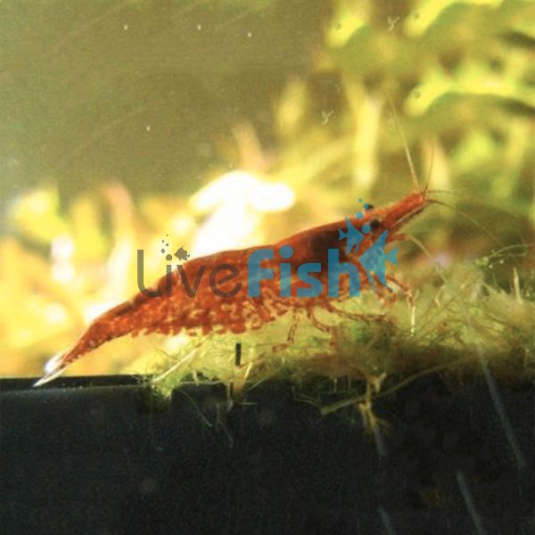 Cherry Shrimp 1-2cm