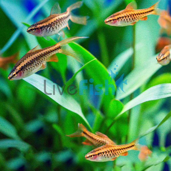Cherry Barb Longfin 2cm