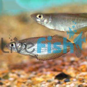Chameleon Rainbow 5cm