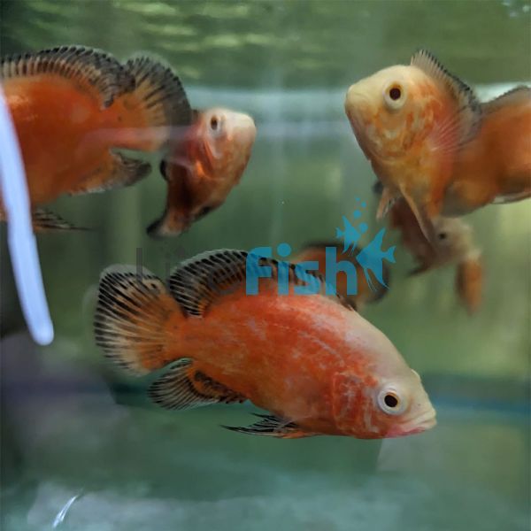 Chilli Red Oscar 5cm