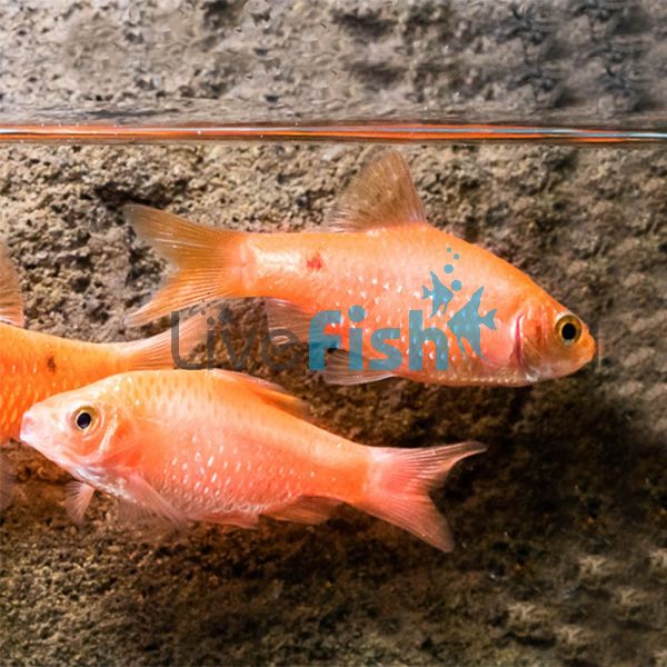 Male Chili Red Rosy Barb 4cm