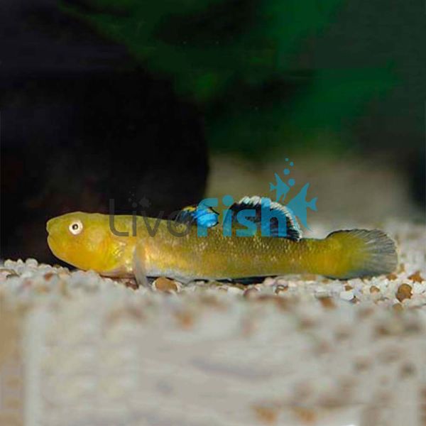 Desert Goby 3cm