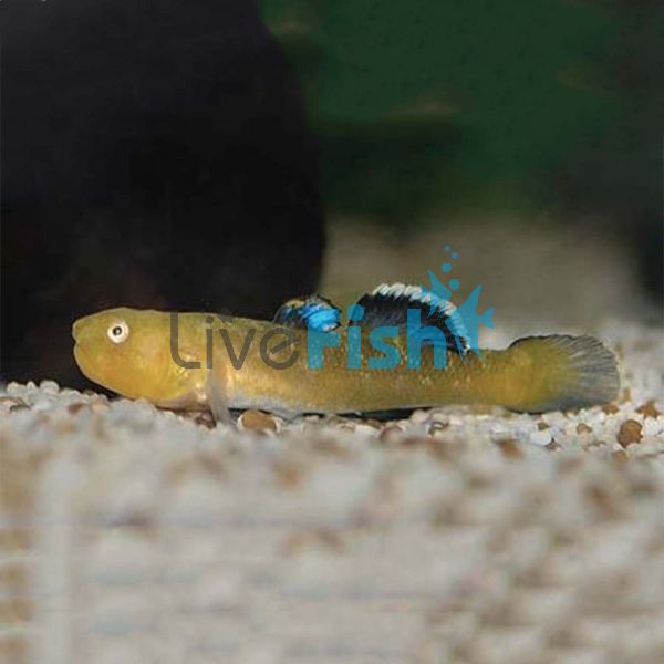 Desert Goby 5cm