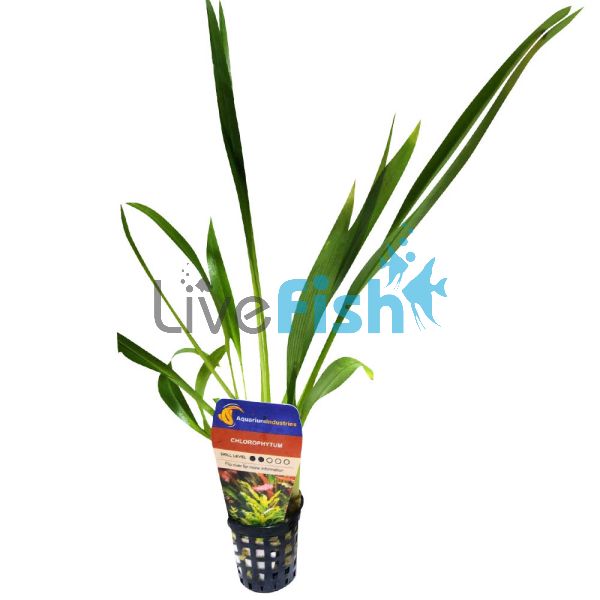 Cholorophytum Pot
