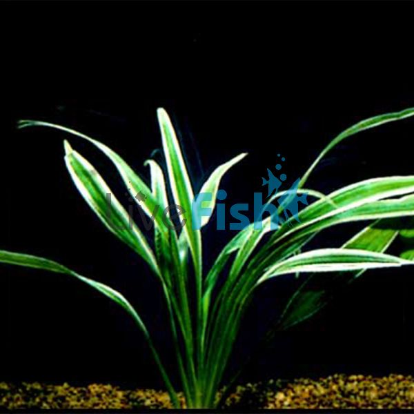 Chlorophytum (Piece Plant)