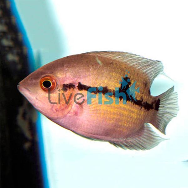 Chocolate Cichlid 7cm