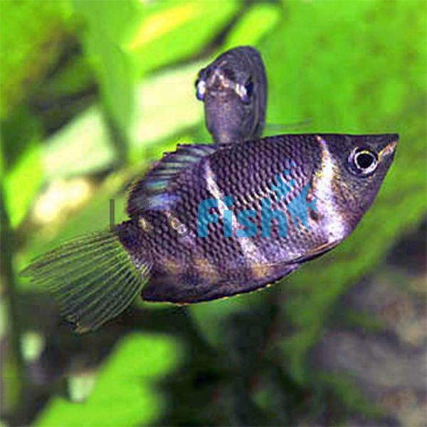 Chocolate Gourami 3.5cm