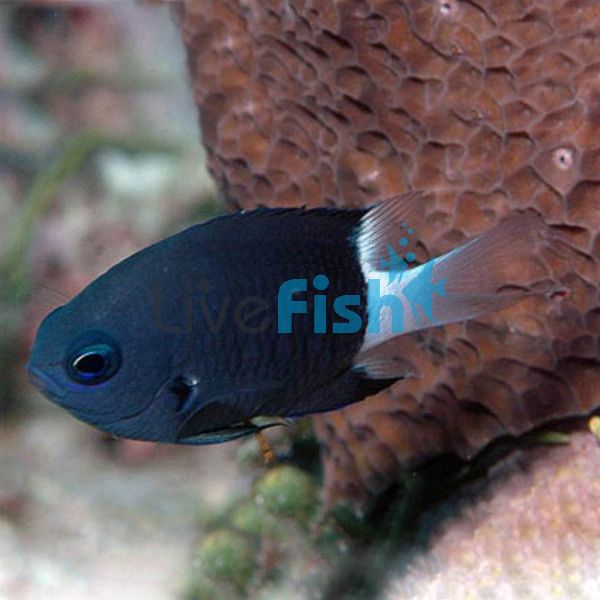 Bicolour Chromis - Medium