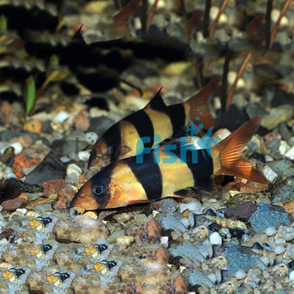 Clown Loach 4cm