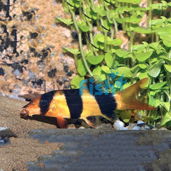 Clown Loach 7cm