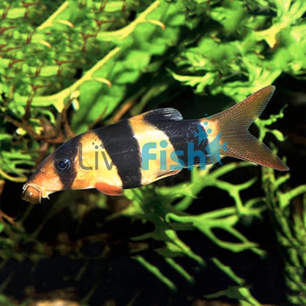 Clown Loach 5cm 