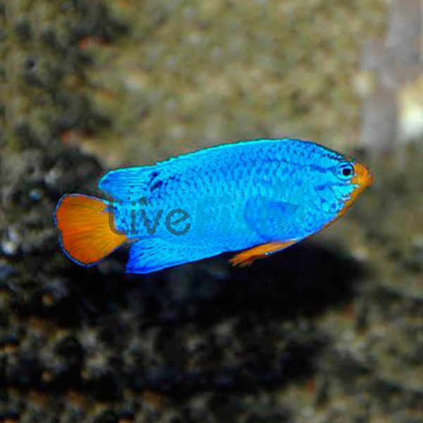 Male Blue Devil Damselfish MED