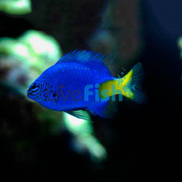 Yellow-Tail Damselfish - Medium