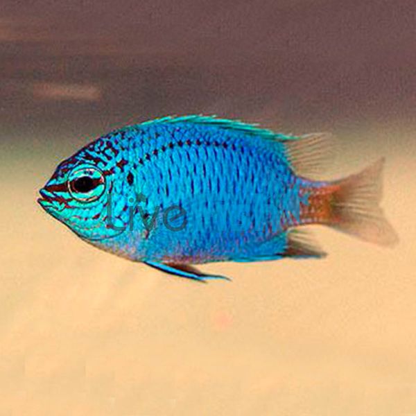 Damselfish - Blue Sapphire - Medium