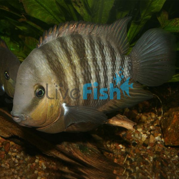 Blue-Eye Cichilasoma 13cm