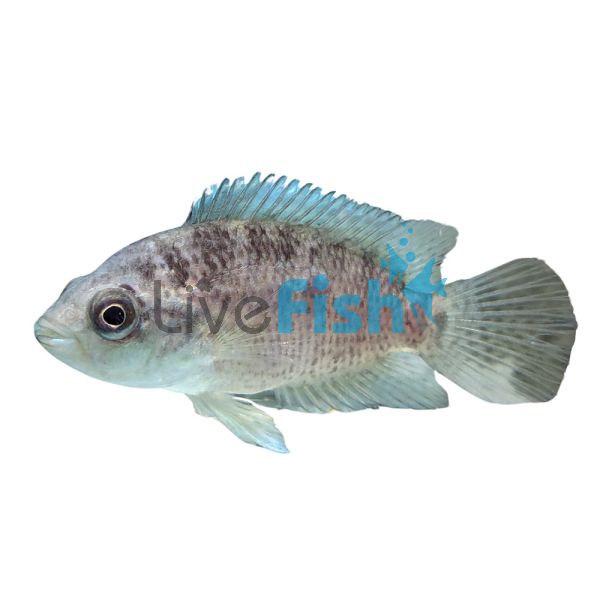 Cichlasoma Friedrichstahlii 5cm