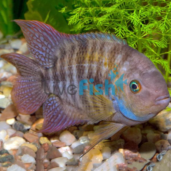 Amatitlania Sajica T Bar Cichlid 3.5cm