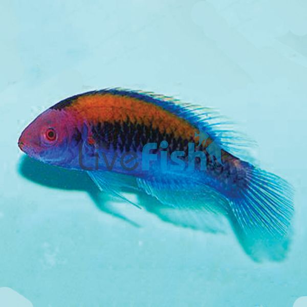 Ruby Head Fairy Wrasse LGE