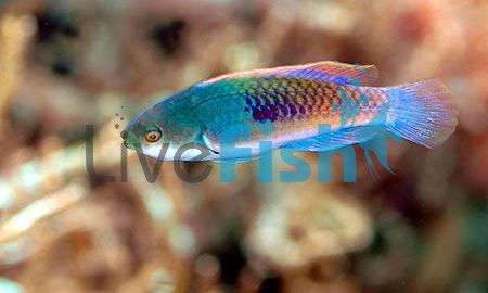 Blueside Fairy Wrasse - Large