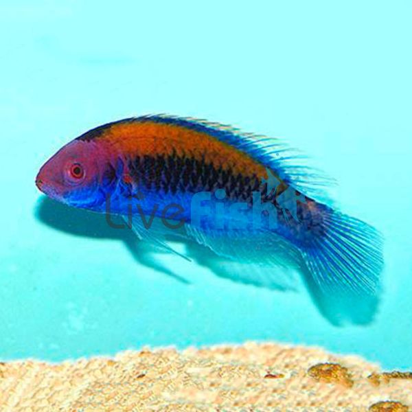 Orange Back Fairy Wrasse - Medium 